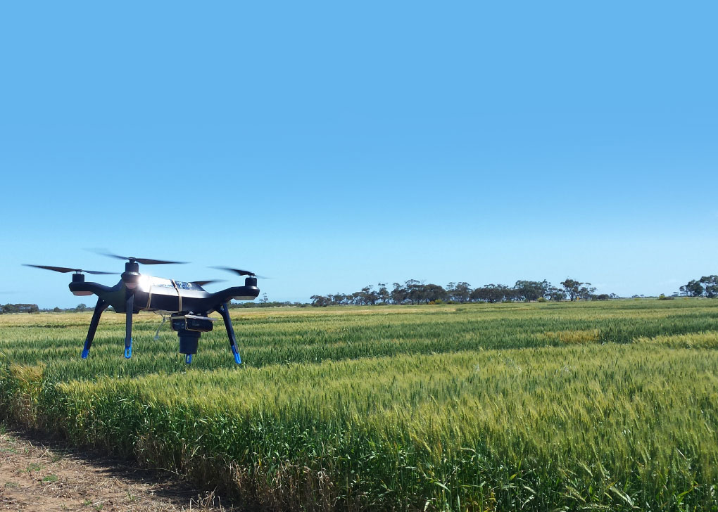 Aerial drone with four legs and four propellers flying over a green wheat field, with a line of trees on the horizon