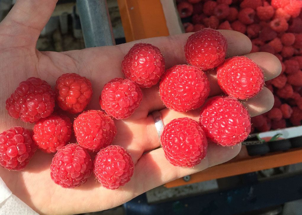 14 bright red, ripe raspberries held by a human hand, and a large box of raspberries in the background.