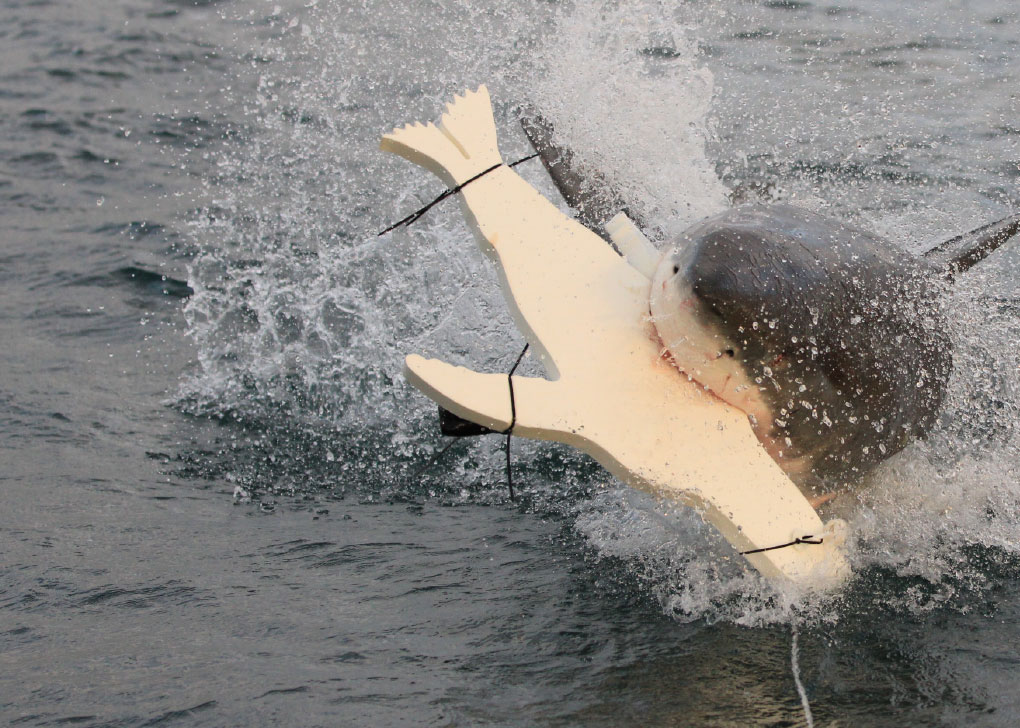 A Great White shark leaping out of the sea, biting a wooden seal-shaped decoy.