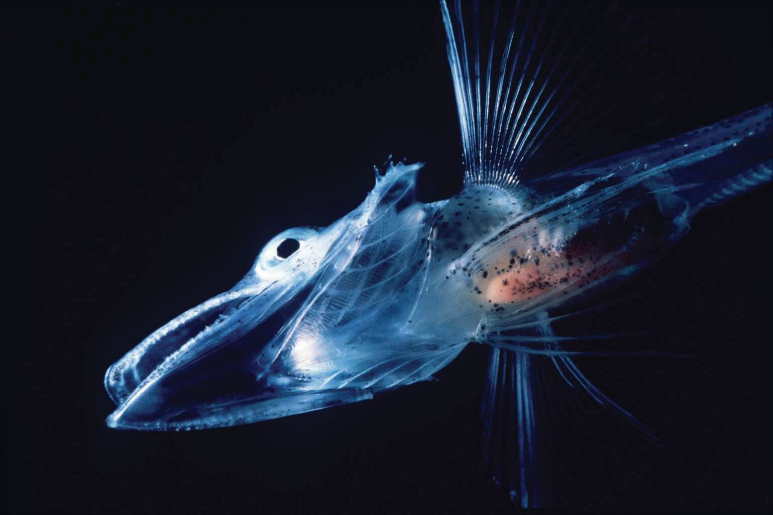 Blue icefish glowing mysteriously, swimming through pitch black water.