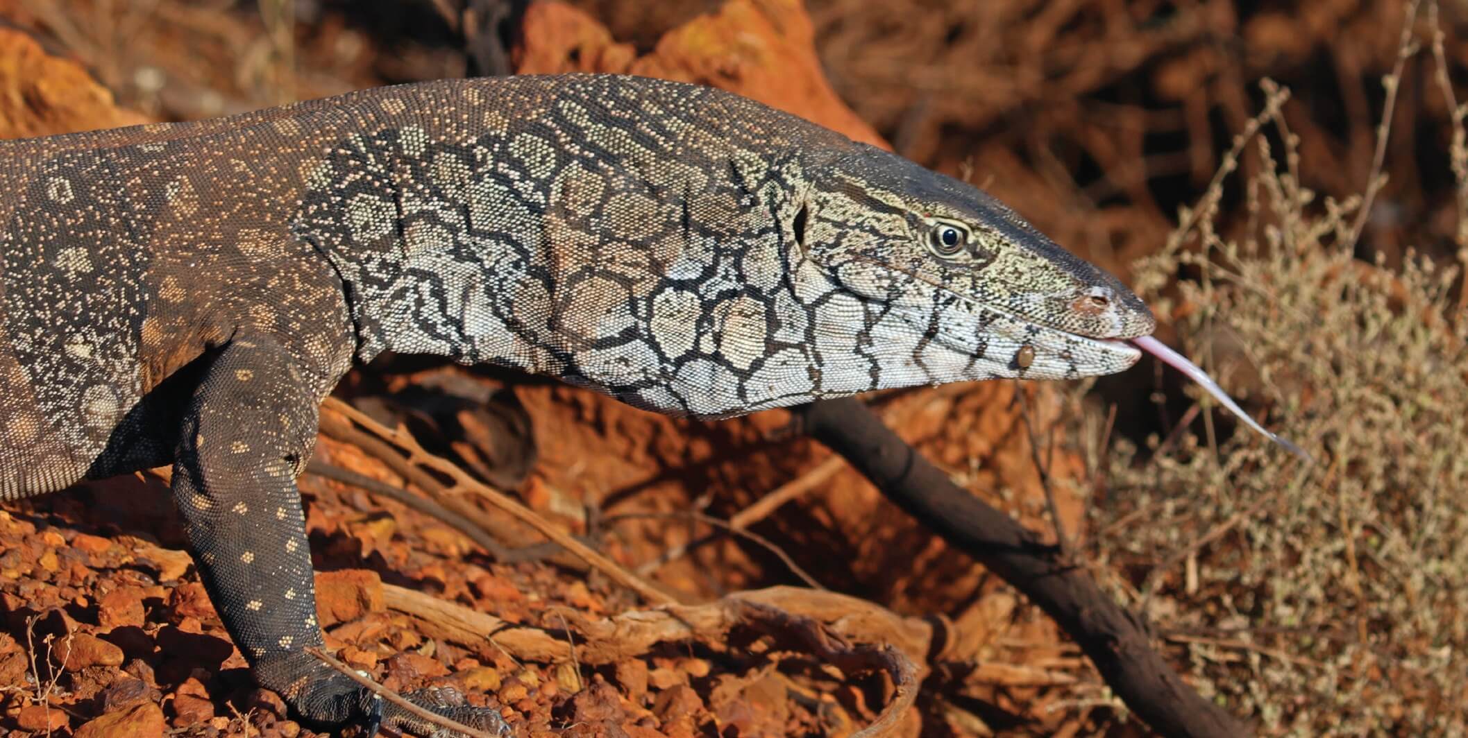 The front half of a perentie, a large green and white lizard, standing on rocky desert terrain, with tongue extended.