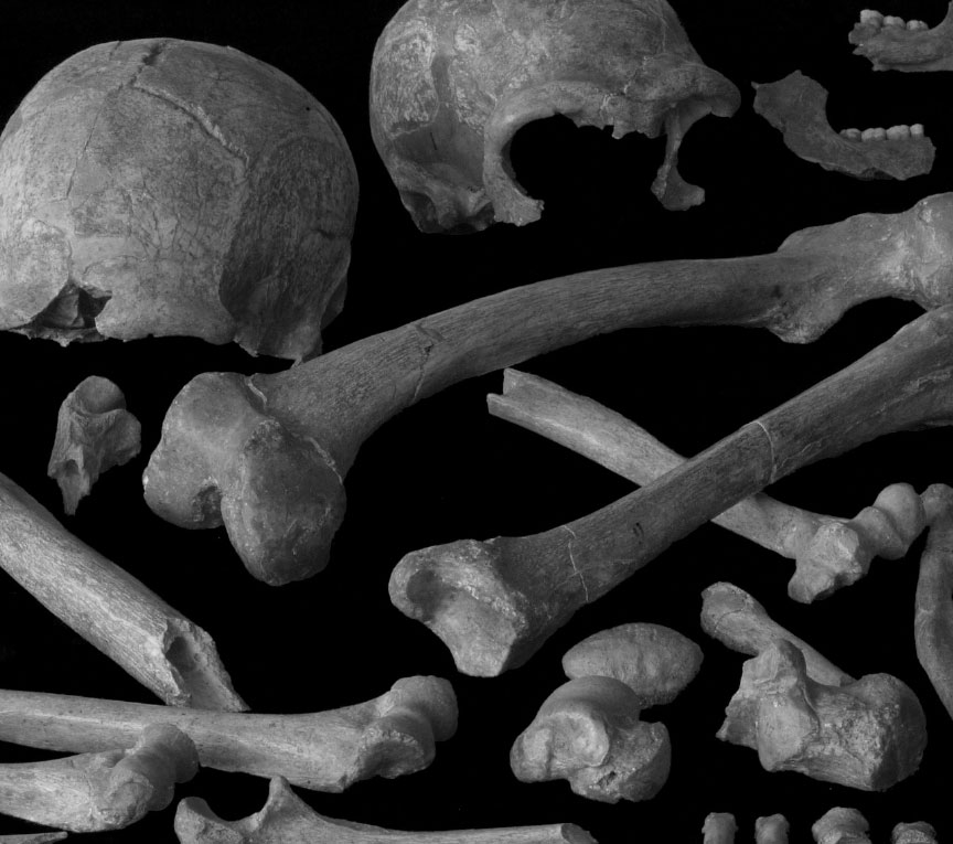 Black and white photograph of neanderthal bones.