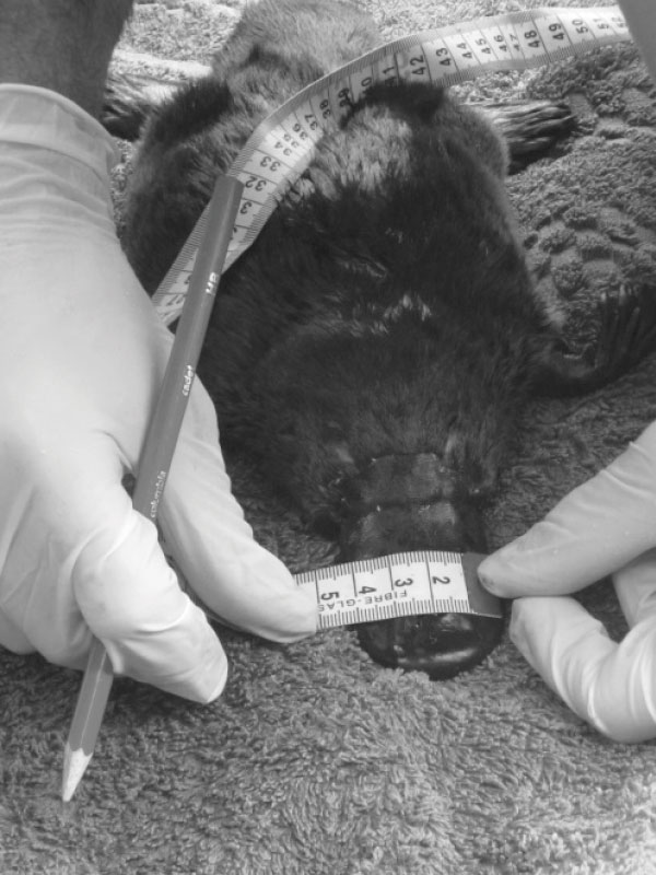 Black and white photograph of hands with tape measure over platypus.