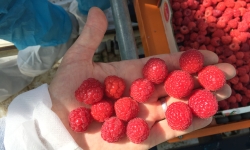 Raspberries