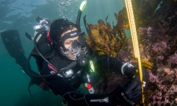 Associate Professor Adriana Vergés measuring crayweed. 