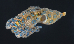 The blue-ringed octopus