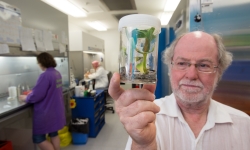 QUT Distinguished Professor James Dale holding a Panama disease resistant banana plant.