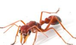 The giant red bull ant, Myrmecia gulosa