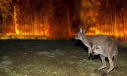 kangaroo in front of a bush fire