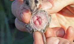 A survivor of the wildfire, a common dunnart, Sminthopsis murina, with pouch young in spring 2013