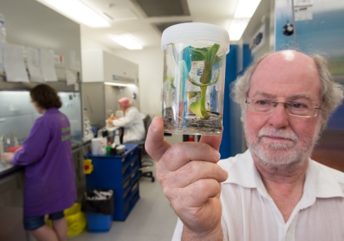 QUT Distinguished Professor James Dale holding a Panama disease resistant banana plant.