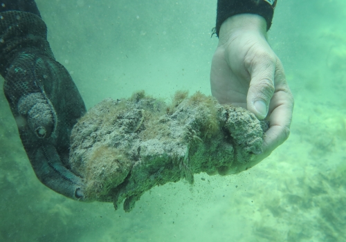 A researcher holds a lump of dead seagrass.