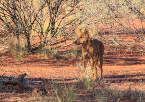 Wild dog dingo in the wild nature Australia.