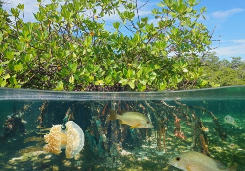 Biodiversity and coral reef fish capacity to deal with turbulent waters -  Stockholm Resilience Centre