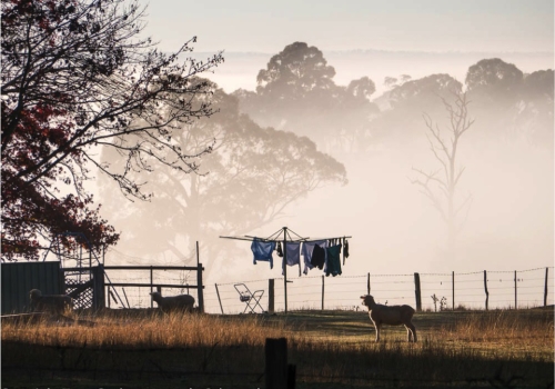 Stock image—Sheep in the backyard with washing on the line against morning fog.