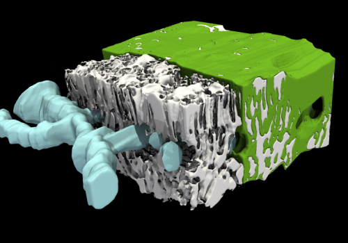 Internal structure of a piece of sunflower leaf with veins in blue, airspace and plant cells